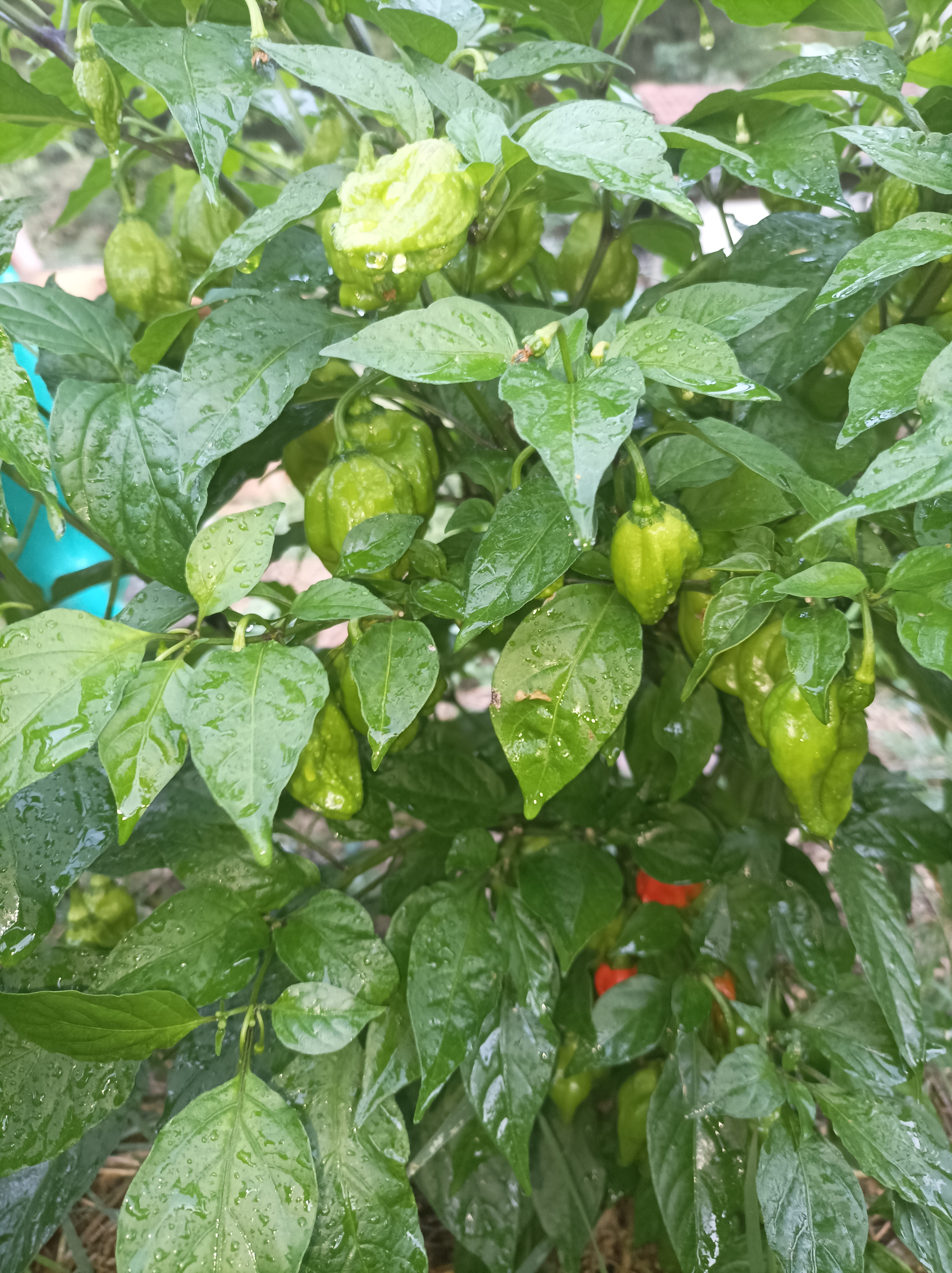 A close-up view of green pepper plants with water droplets on the leaves and peppers.