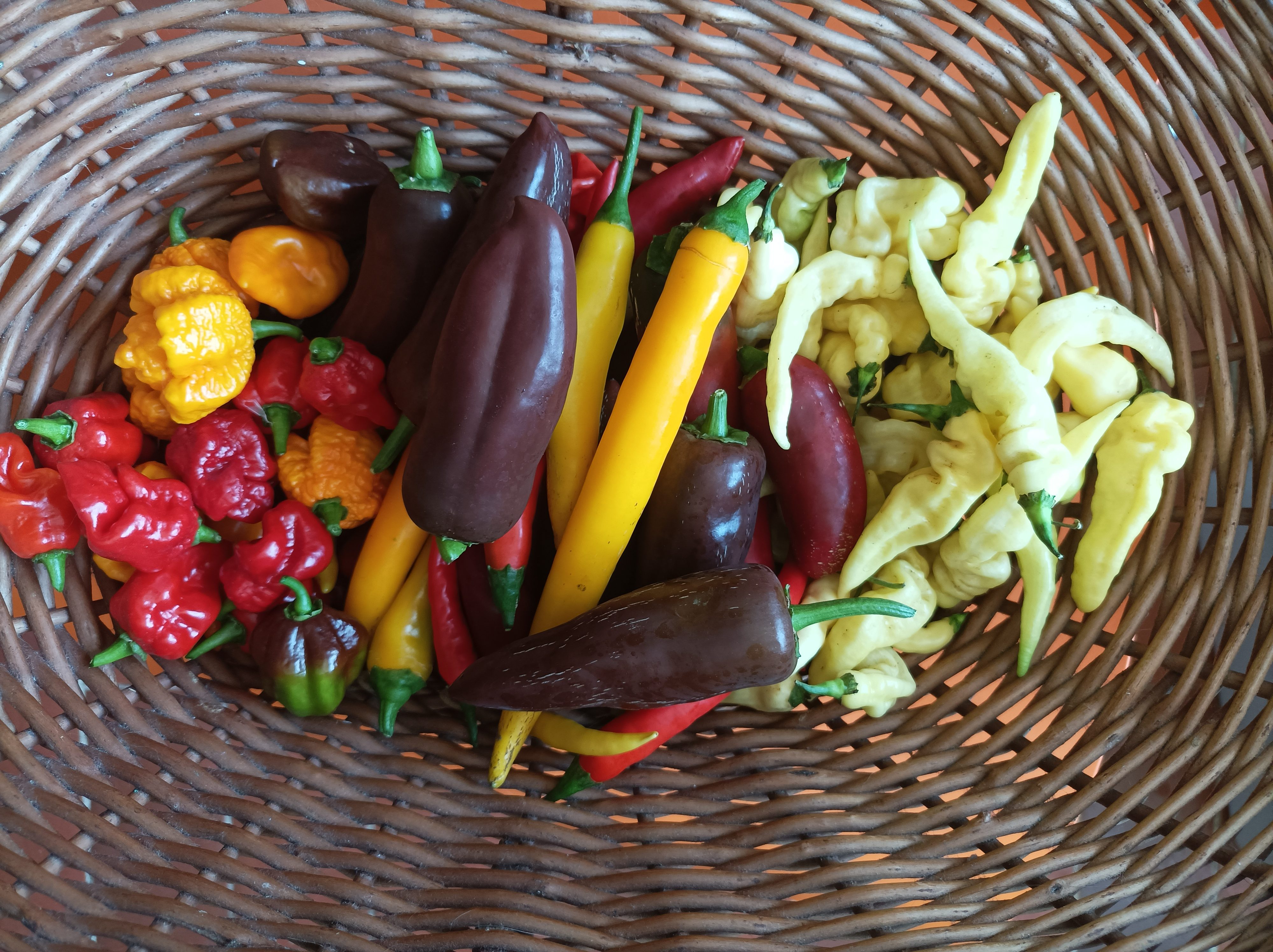 A variety of colorful peppers arranged in a woven basket, including red, yellow, green, and brown peppers.